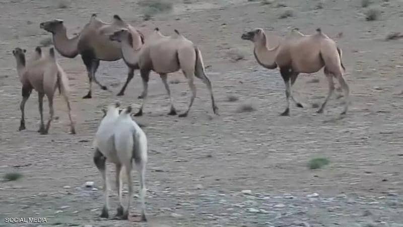 Photo of بالفيديو.. رصد أول “جمل” من نوعه في الصين