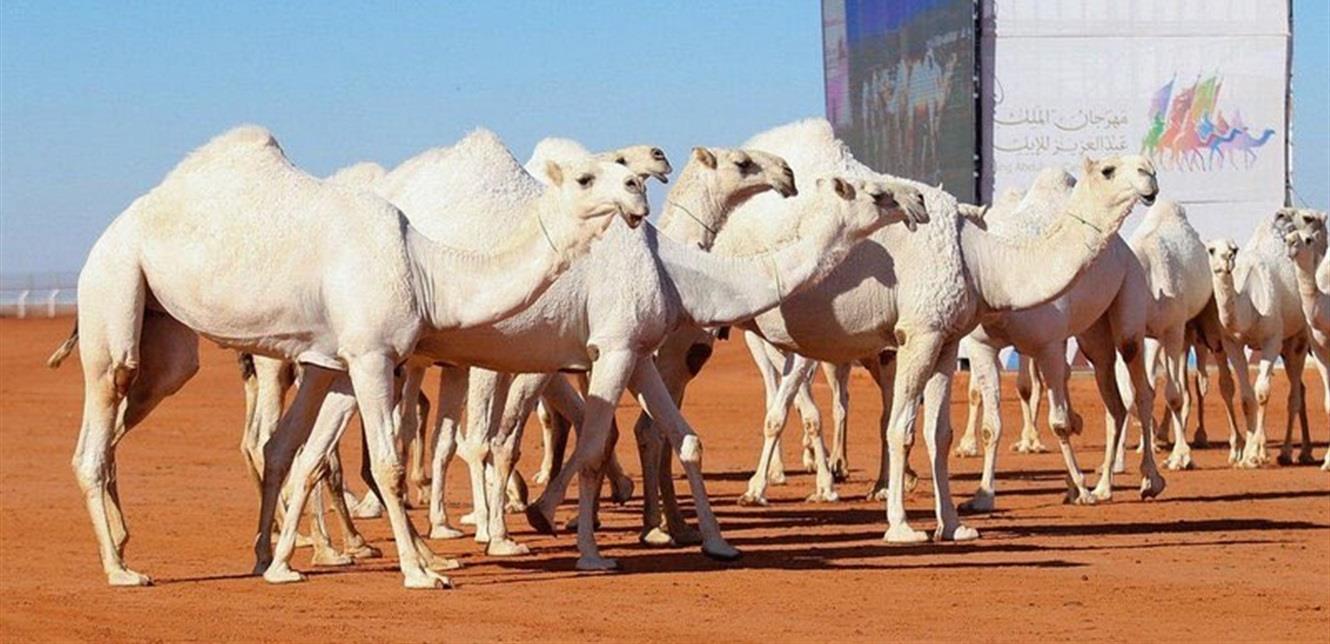 Photo of مواطنة سعودية تتحدّى الرّجال في أهم مهرجانات الإبل! (فيديو)