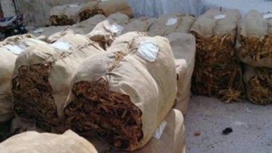 Photo of الريجي تتسلم التبغ من المزارعين ومناشدات بزيادة الأسعار قياسا لارتفاع اكلاف الزراعة