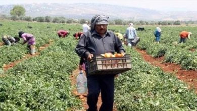 Photo of “التجار يجنون أرباحا كبيرة على حساب المزارعين”… هذا ما كشفه رئيس اتحاد الفلاحين!