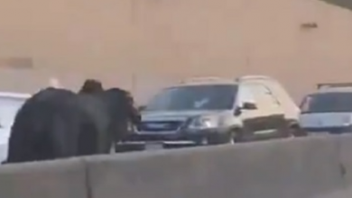 Photo of بالفيديو ثور على طريق المطار… “وجاي بعكس السير”!