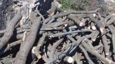 Photo of في لبنان: قطعوا 15 طن من الحطب في غابة والتحقيقات جارية!