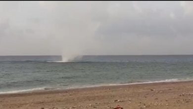 Photo of شاروق بحري كبير قبالة الرميلة (صورة)