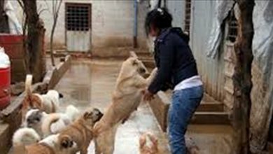Photo of عاشقة حيوانات سورية تنقذ أكثر من 3 آلاف كلب