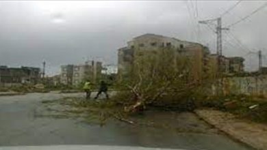 Photo of الرياح العاتية اقتلعت اشجارا معمرة في عكار
