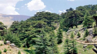 Photo of بعد ملاحقته.. فقدان الاتصال بشاب في الأرز والقوى الأمنية تشدد البحث