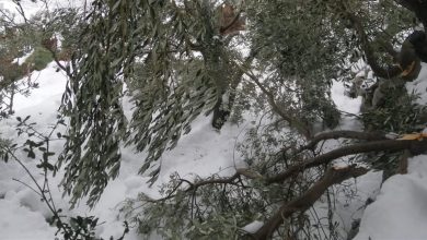Photo of العاصفة تضرب أشجار الزيتون في الشوف ورسالة من خبير زراعي للمزارعين (صور)
