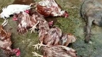 Photo of “الواوي” أكل الدجاجات وصاحبها يسأل: أين الحكومة؟