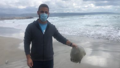 Photo of ظاهرة قناديل البحر على شاطئ صور…ما سببها؟
