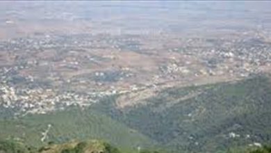 Photo of سرقة اشجار سنديان معمرة في بقرزلا (صور)