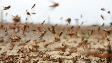 Photo of تعميم من محافظ البقاع بخصوص انتشار الجراد