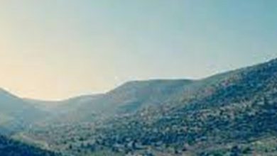 Photo of وصول الجراد الى مزرعة سجد.. ورئيس البلدية يناشد