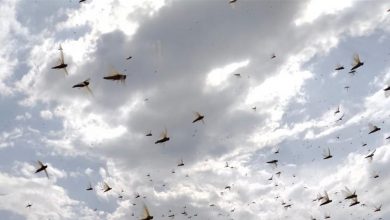 Photo of أفواج الجراد تجتاح بلدة القصر الحدودية في الهرمل