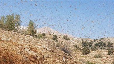 Photo of الجراد يغطي بلدة دير الاحمر… والمزارع ينتظر “رحمة الله”