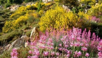 Photo of طقسٌ ربيعي بامتياز…
