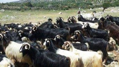 Photo of فقط في لبنان.. الماعز يترك الحشيش ويأكل “النفايات” (صورة)