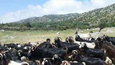 Photo of قوات العدو الاسرائيلي تسرق قطيعا من الماعز في مرتفعات كفرشوبا