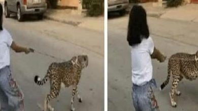 Photo of طفلة تتجوّل برفقة حيوان مفترس في الشارع.. والسلطات تتحرّك! (فيديو)