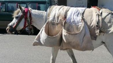 Photo of في لبنان.. استخدام الحمير والبغال كوسيلة نقل بديلة! (صور)