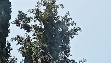 Photo of في ببنين… حريق أعشاب و اشجار