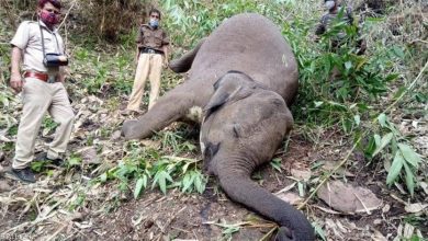 Photo of في الهند… صاعقة قتلت 18 فيلاً والتحقيقات مستمرة (صور)