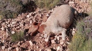 Photo of بلدية بقاعصفرين – الضنية دعت الى لقاء لحل حادثة الرعيان في القرنة السوداء