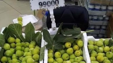 Photo of لا يحتاج للكهرباء ولا للمازوت.. التين أصبح للاغنياء فقط: “ليش الكيلو بـ99 الف”؟
