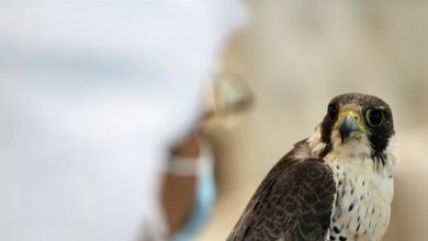 Photo of بيع صقر بمبلغ قياسي في مزاد دولي بهذا البلد العربي (صور)