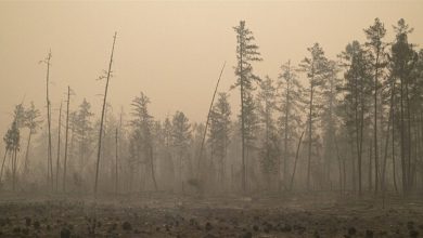 Photo of إخماد 107 حرائق في غابات روسيا على مساحة 130 ألف هكتار خلال يوم
