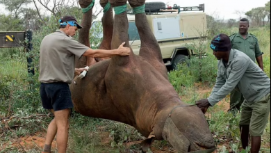 Photo of تجربة نقل وحيد القرن بالمقلوب تفوز بجائزة “نوبل الساخرة”.. صور