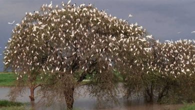 Photo of “بسبب كورونا”.. دراسة تكشف تغيرات في سلوك الطيور