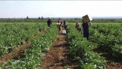 Photo of الأمن الغذائيّ يتهاوى: اللبناني رهينة الإحتكار والفلتان!