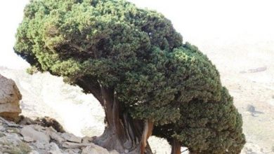 Photo of مجزرة بحق أشجار اللزاب المعمرة في جبيل
