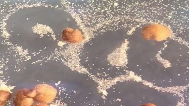 Photo of علماء يطورون علاجاً للسرطان من خلايا الضفادع
