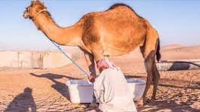 Photo of فوائد حليب الإبل “تفوق الخيال”… اليكم التفاصيل