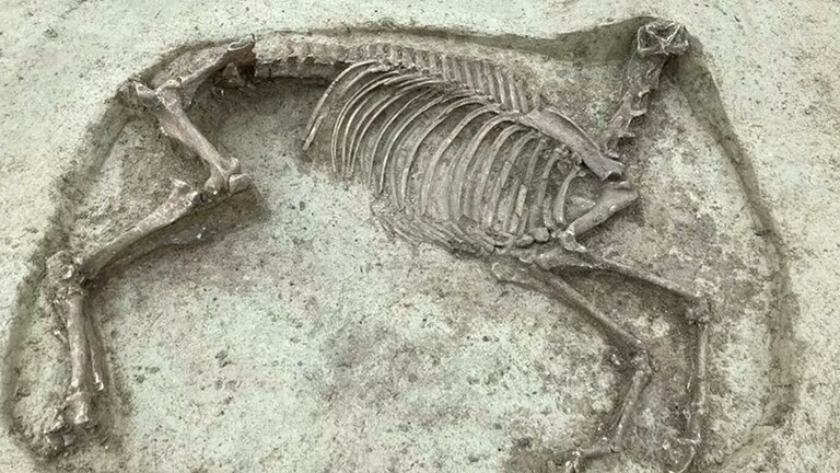 Photo of ألمانيا.. العثور في مقبرة قديمة على هيكل عظمي غامض لحصان من دون رأس
