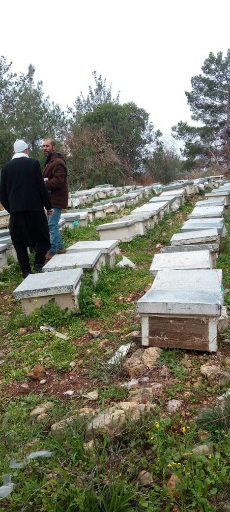 Photo of مجزرة طبيعية – بيئية.. تسميم أكثر من 200 قفير نحل!