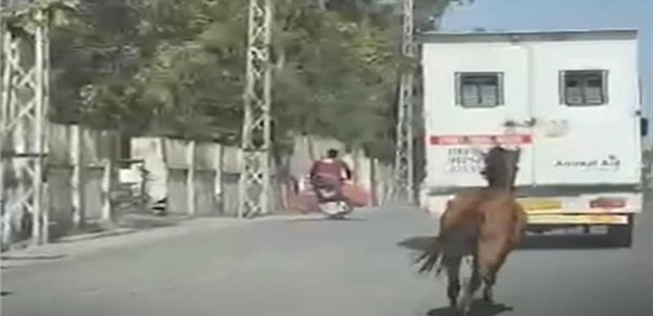 Photo of فيديو مؤثر للغاية… حصان يلاحق سيارة إسعاف بعد أن حملت شقيقته
