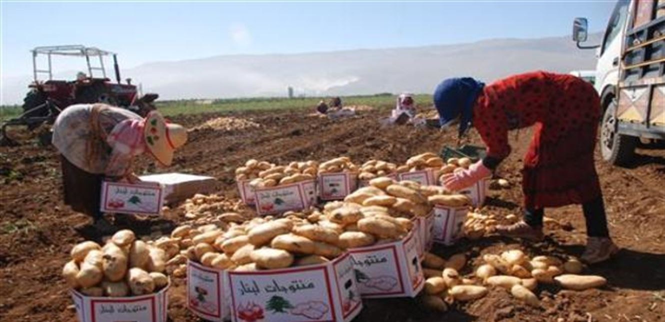 Photo of تحذير.. موسم البطاطا في لبنان بخطر