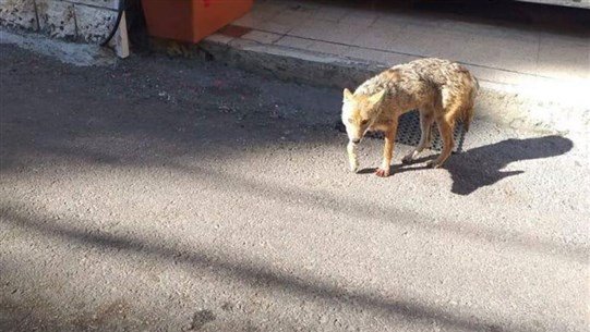 Photo of في بلدة لبنانية: حيوان مفترس بين المنازل