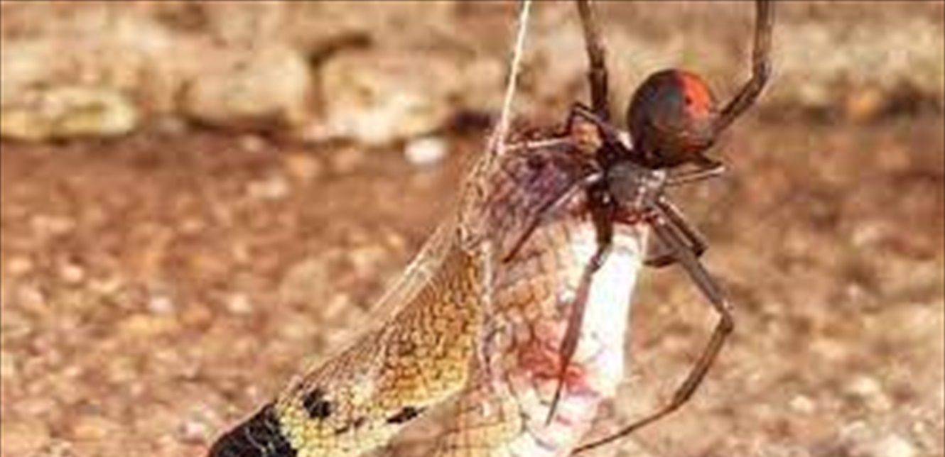 Photo of سم العناكب والثعابين … هل يمكن تحويله الى علاج؟