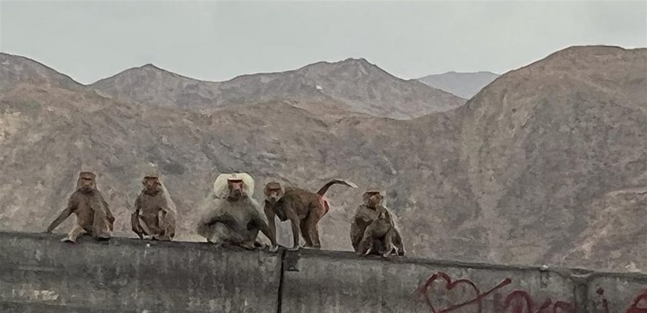 Photo of القرود “تغزو” منطقة سعودية… ما هو السبب؟
