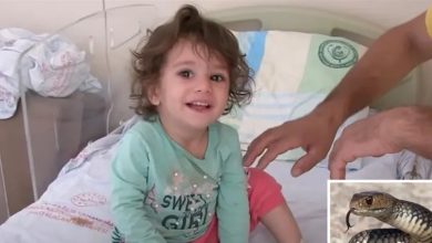 Photo of طفلة تنتقم من أفعى لدغتها بشراسة .. ما فعلته بها امر لا يصدق!