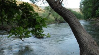 Photo of تسبب بنفوق عدد كبير من الأسماك في نهر الليطاني… فأوقفه الجيش