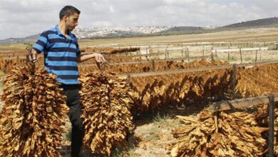 Photo of الدولار بين ادارة “الريجي” ومزارعي التبغ