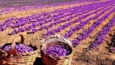 Photo of “الذهب الأحمر” في لبنان… ما هو وكيف سيُسهم في تخفيف الأزمة الإقتصاديّة؟