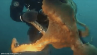 Photo of بالفيديو…لحظات مرعبة  لأخطبوط عملاق هاجم غطاسا تحت الماء كاد يفقده حياته