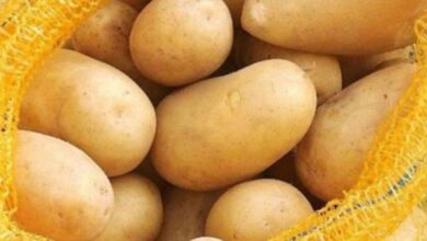 Photo of مزارعو البطاطا في عكار: إدخال المصرية إلى لبنان سيواجه بالتصعيد