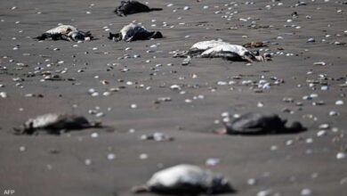 Photo of “شيء ما حدث في البحر”.. نفوق آلاف الطيور يحير تشيلي (فيديو)