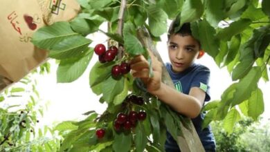 Photo of “موسم الكرز”: تمديد استقبال الزوار ومتعة القطاف للجميع
